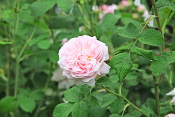 Rosenduft ist mindestens genauso variantenreich, wie die Bltenformen und -farben dieser Pflanze. Belle Isis duftet beispielsweise nach Myrrhe
