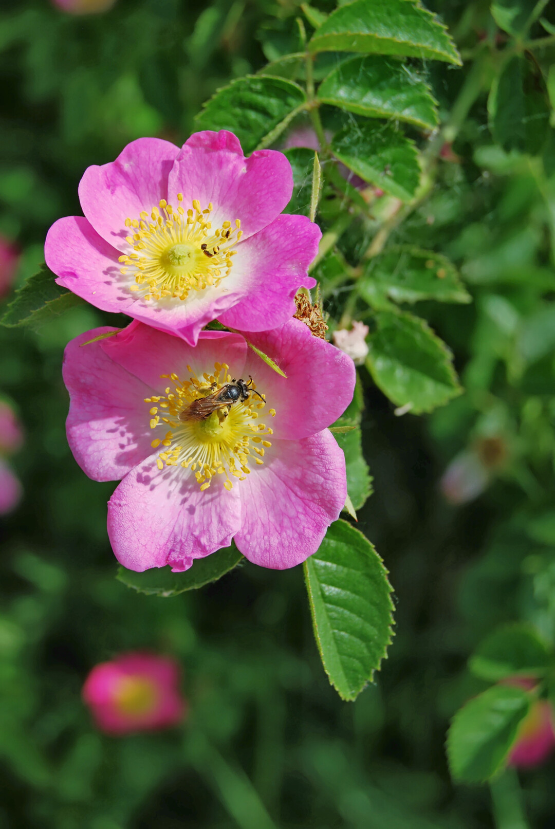 Wildrosen wie die Hundsrose sind bei Insekten beliebt