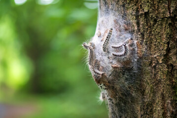 Nest mit Eichenprozessionsspinnerraupen an einem Baumstamm