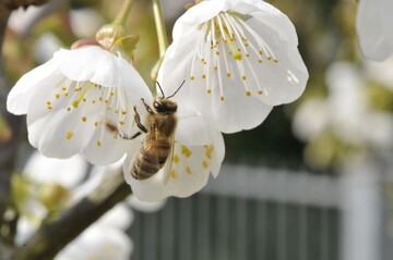 Der Rundgang Wer rettet die Bienen informiert ber die Ursachen des Bienensterbens.