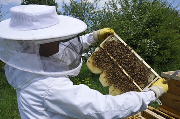 Bienenhaltung ist in Deutschland zum Trend geworden.