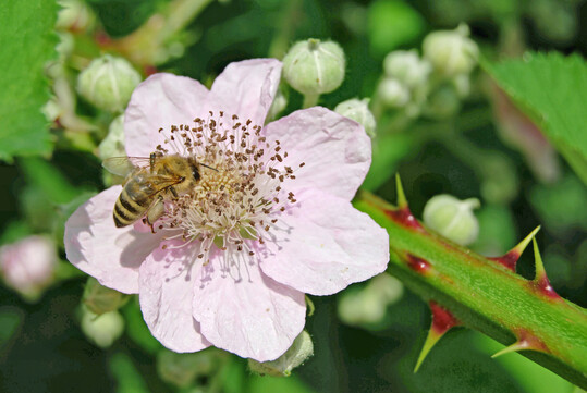 Eine Biene auf einer Brombeerblte