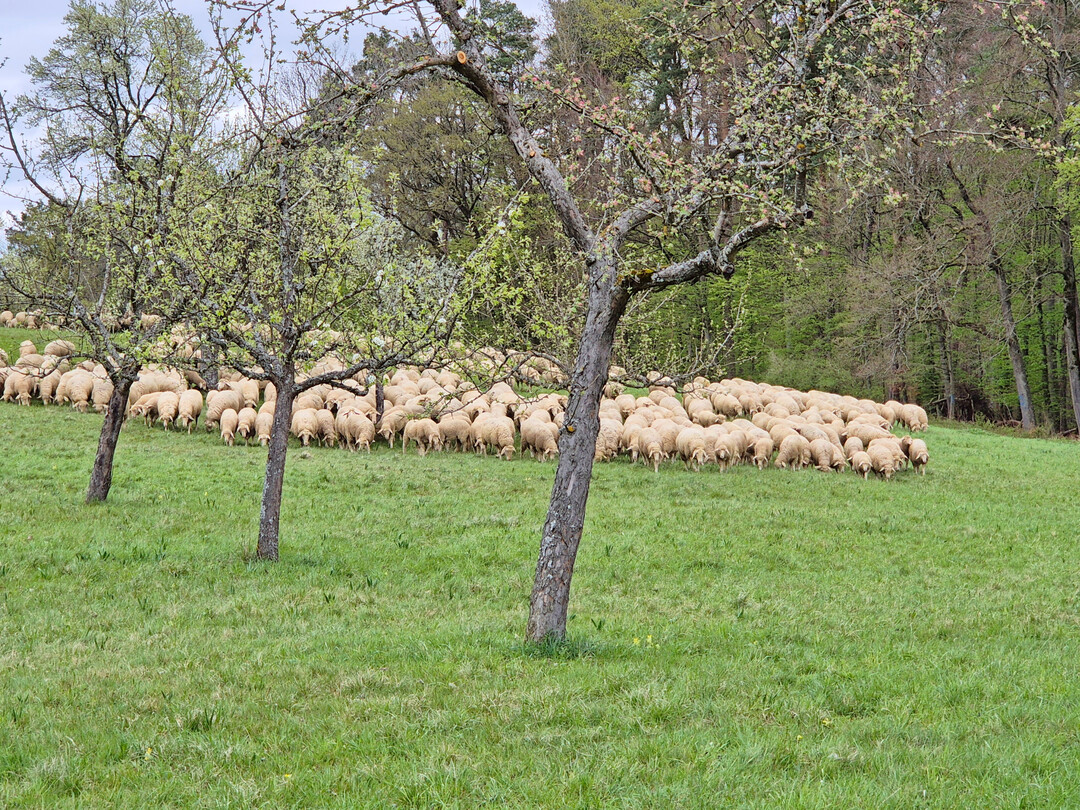 Damit Schäden an Obstbäumen in Anlagen ohne Baumschutz die seltene Ausnahme bleiben, müssen Wanderschäfer ein scharfes Auge auf die Herde und schnelle Hütehunde haben