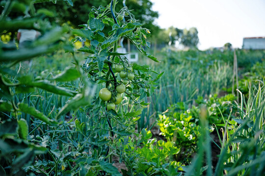 Tomate und Basilikum  oder Petersilie  geben gute Partner im Beet ab