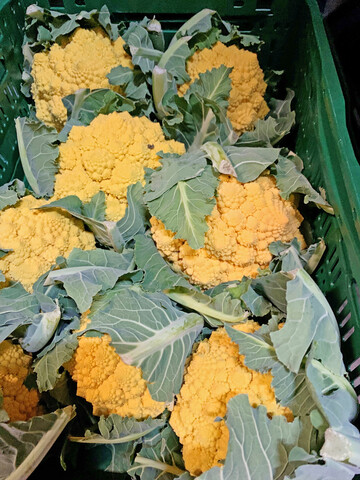 Die Kpfe von bunten Blumenkohlsorten mssen nicht wie sonst zum Erhalt der weien Farbe abgedeckt werden. Im Gegenteil frdert Licht ihre Ausfrbung. 