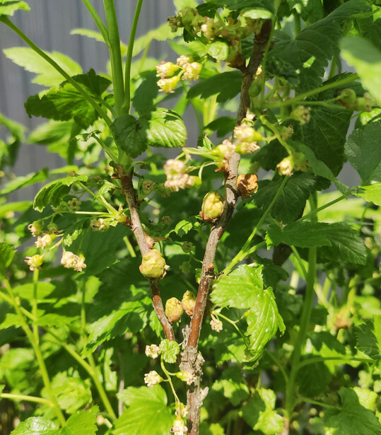 Diese wie vergrerte Knospen aussehenden Verdickungen an Johannisbeeren sind Gallmilben. Jede dieser Knospe enthlt etwa 30000 Milben und ber 20000 Eierund sollte, wenn mglich, entfernt werden.