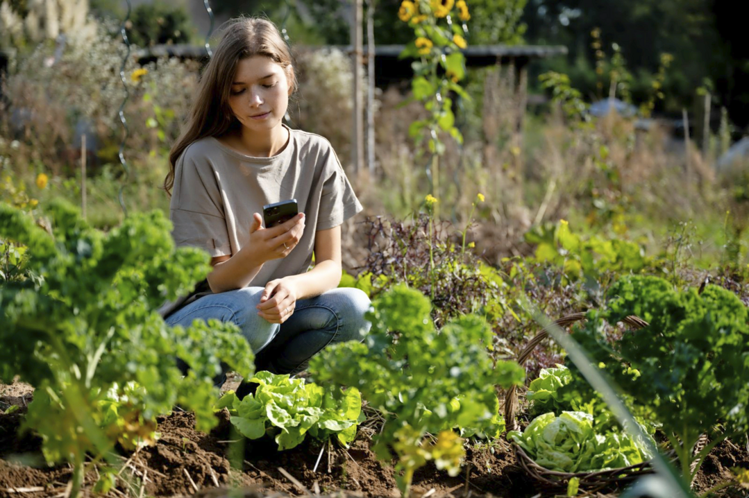 Ganz entspannt grtnern: Ein Foto und die App Fryd hilft bei der Planung eines Gemsebeets mit Mischkultur.