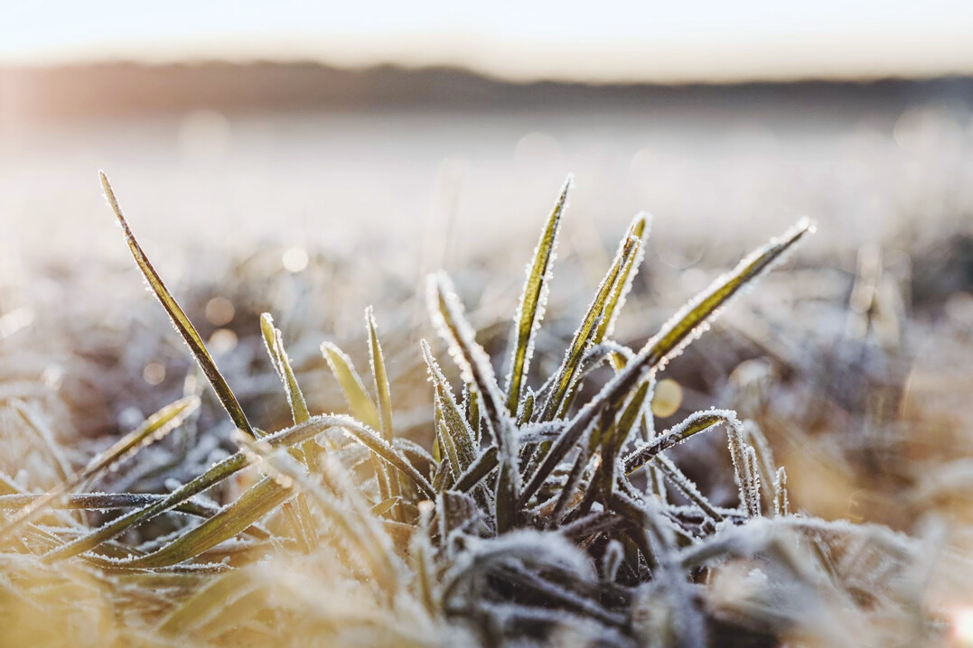 Auch unsere Bden genieen die Entschleunigung im Winter. Fr alle Grtner:innen bedeutet das: zurcklehnen und Tee trinken.