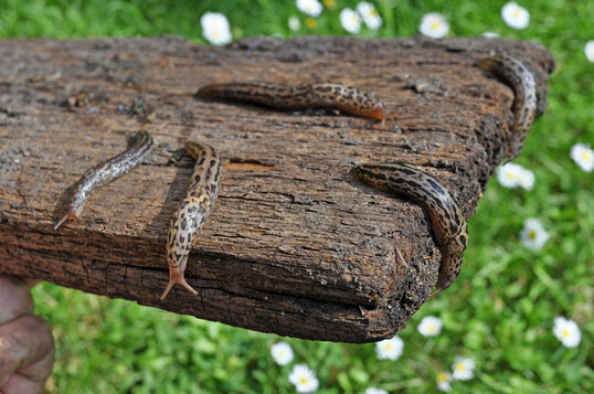 Tigerschnegel auf einem Brett
