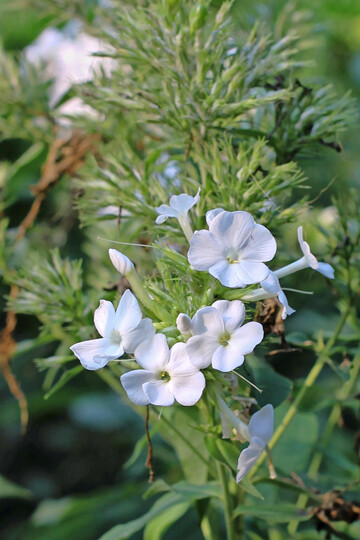 Typische Nachtfalterblten zeichnen sich durch Duft und helle Farben aus: weier Phlox