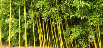 Bambus  hier der Bambus des Jahres 
<i>Phyllostachys praecox</i>
 Viridisulcata darf als Hecke verwendet werden und hat dann keine Hhenbegrenzung.