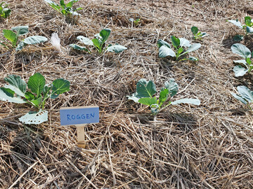 Mulch aus Roggenstroh unter Kohl