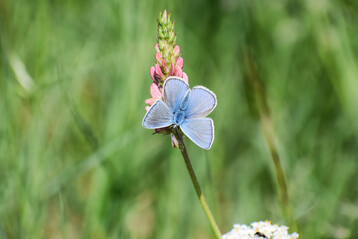 Ein Netzwerk aus 75 Malaise-Fallen erfasst Insekten aus ganz Deutschland  so wie diesen Hauhechel-Bluling