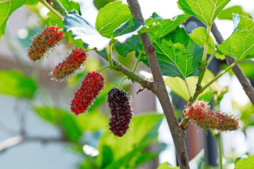 Die Frchte der Maulbeeren sollten frisch verzehrt oder verarbeitet werden