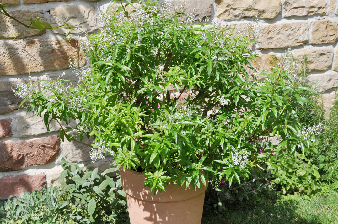 Blüten Zitronenverbene im Topf