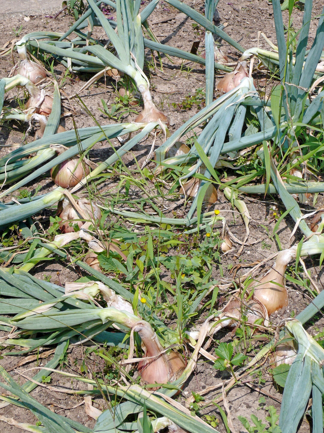 Die Erntezeit von Steckzwiebeln ist am abknickenden und eintrocknenden Laub zu erkennen.