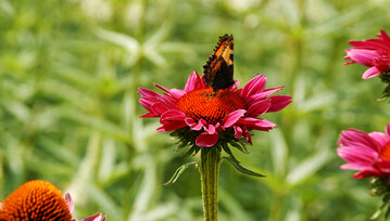 Schmetterling lieben Korbbltler.