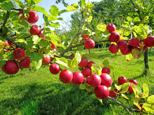 Apfel, rot, Pfirsichroter Sommerapfel