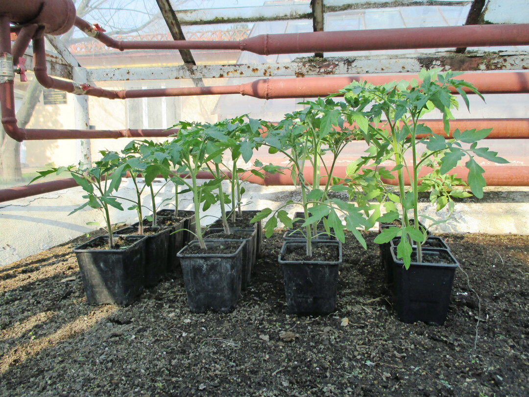 Von links nach rechts: Das unterschiedliche Wachstum von Tomaten ohne Zusatz (Kontrolle) und nach Zugabe von mikrobiellen Biostimulanzien, die 
<i>Penicillium</i>
, 
<i>Pseudomonas </i>
oder 
<i>Bacillus </i>
enthalten