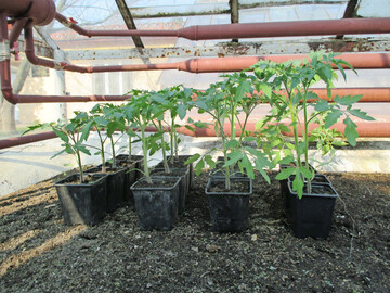 Von links nach rechts: Das unterschiedliche Wachstum von Tomaten ohne Zusatz (Kontrolle) und nach Zugabe von mikrobiellen Biostimulanzien, die 
<i>Penicillium</i>
, 
<i>Pseudomonas </i>
oder 
<i>Bacillus </i>
enthalten