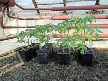 Von links nach rechts: Das unterschiedliche Wachstum von Tomaten ohne Zusatz (Kontrolle) und nach Zugabe von mikrobiellen Biostimulanzien, die 
<i>Penicillium</i>
, 
<i>Pseudomonas </i>
oder 
<i>Bacillus </i>
enthalten