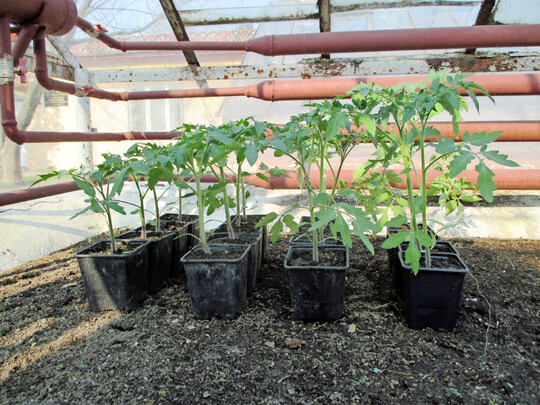 Von links nach rechts: Das unterschiedliche Wachstum von Tomaten ohne Zusatz (Kontrolle) und nach Zugabe von mikrobiellen Biostimulanzien, die 
<i>Penicillium</i>
, 
<i>Pseudomonas </i>
oder 
<i>Bacillus </i>
enthalten