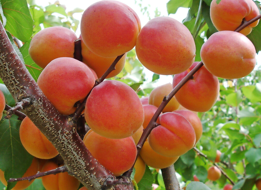 ‘Kuresia’ stammt als eine der wenigen Sorten aus deutscher Zucht, was sie aber nicht automatisch empfehlenswert macht