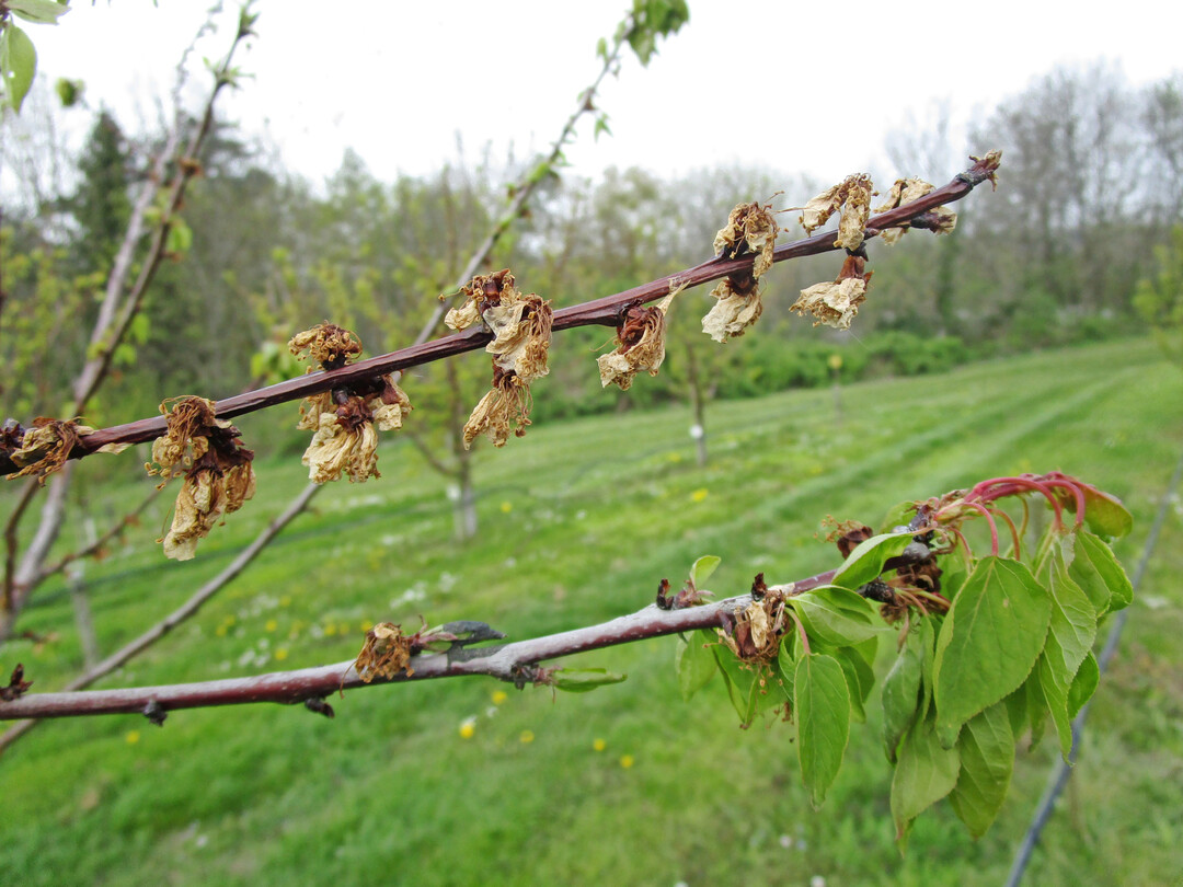 Zweigmonilia-Befall mit Triebspitzendürre an Aprikose