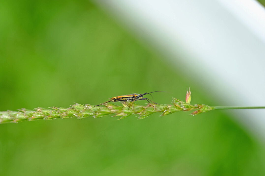 Das Insektizid MospilanSG (Wirkstoff Acetamiprid) ist fr bestimmte Weichwanzen ber 11.000-mal giftiger als fr Honigbienen: so das Ergebnis einer Studie, in der Forschende der Universitt Hohenheim in Stuttgart die gravierenden Folgen dieses Insektizids fr Nicht-Zielinsekten aufgedeckt haben.
