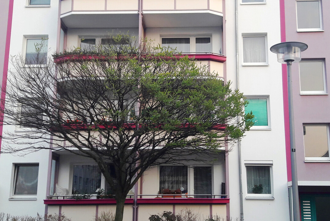 Eine Robinie in Berlin Friedrichshagen verliert aufgrund der Beleuchtung durch eine Straenlaterne nur einseitig ihre Bltter im Herbst/Winter. Die beleuchtete Seite bleibt grn.