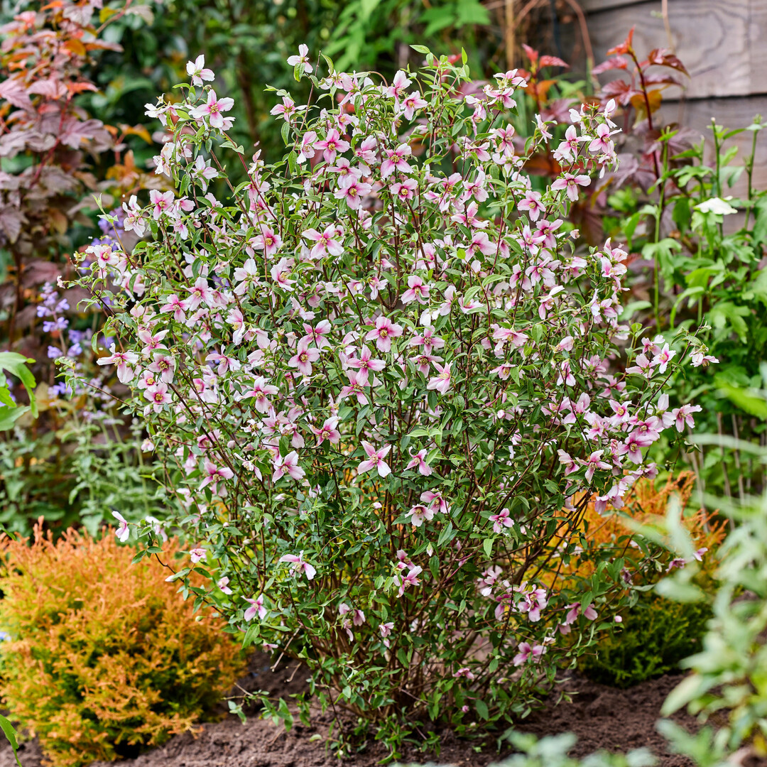Petite Perfume Pink ist der erste wirklich rosa blhende Philadelphus.