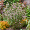 Petite Perfume Pink ist der erste wirklich rosa blhende Philadelphus.
