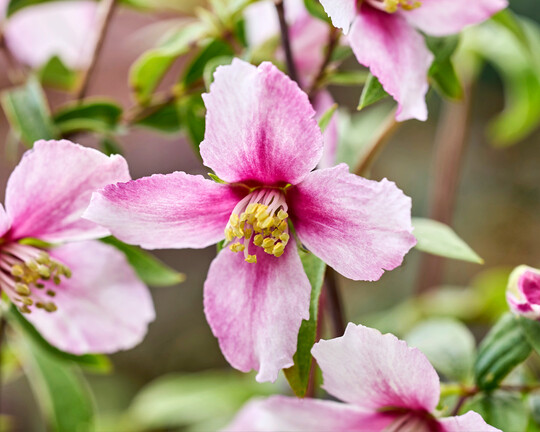 Philadelphus Petite Perfume Pink überzeugt mit rosa Blütenfarbe mit Duft