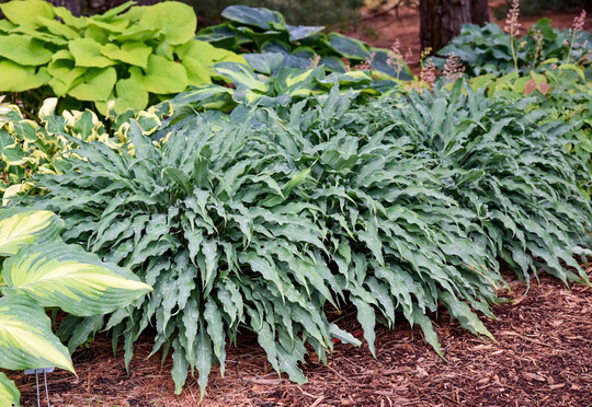Einzigartig gewellte Blätter machen die Sorte Silly String zum Hingucker im Hosta-Beet.