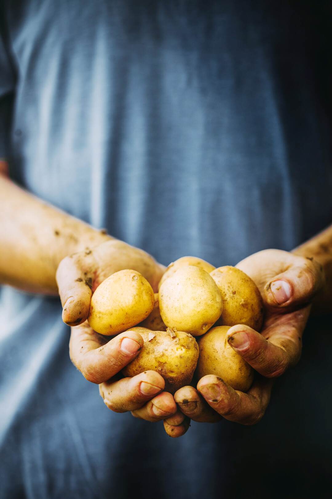 Ein Mensch hlt in seinen Handflchen ein paar frisch geerntete Kartoffeln, die Hnde und Kartoffeln sind schmutzig