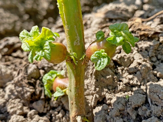 Mit SBR-Erreger infizierte Kartoffeln bilden sogenannte  Luftknollen aus