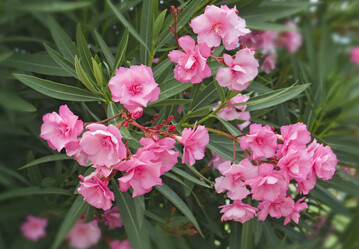 Oleander ist eine beliebte Kbelpflanze und in allen Pflanzenteilen giftig