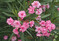 Oleander ist eine beliebte Kbelpflanze und in allen Pflanzenteilen giftig