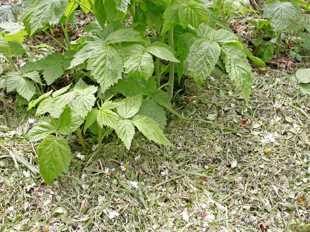 Eine Mulchschicht aus Grasschnitt liefert Nährstoffe, Humus und Schatten für den Wurzelbereich der Himbeeren