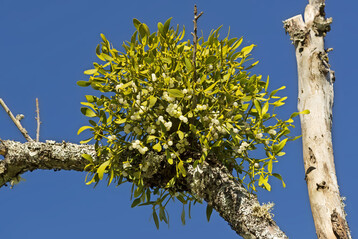 Mistel (
<i>Viscum</i>
) an einem abgestorbenen Streuobstbaum.