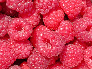 Mit Autumn Bliss begann der Siegeszug der Herbsthimbeeren