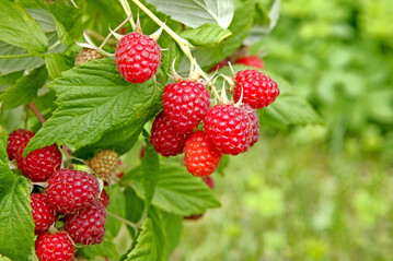 Sommerhimbeeren reifen kompakt: vorteilhaft fr das Einmachen 
