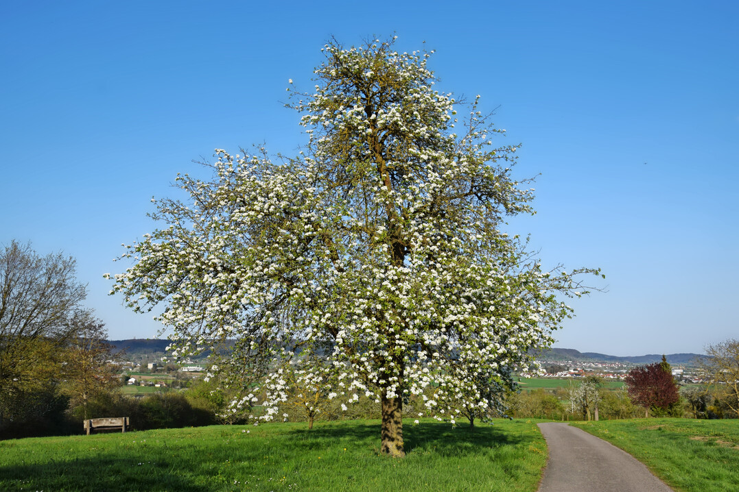 Streuobstwiesen werden zu den erholungsfrdernden Umwelten gezhlt  ein Begriff, mit dem Umweltpsychologen den Gesundheitsgewinn beschreiben, den Menschen erlangen, wenn sie sich in der Natur aufhalten.  