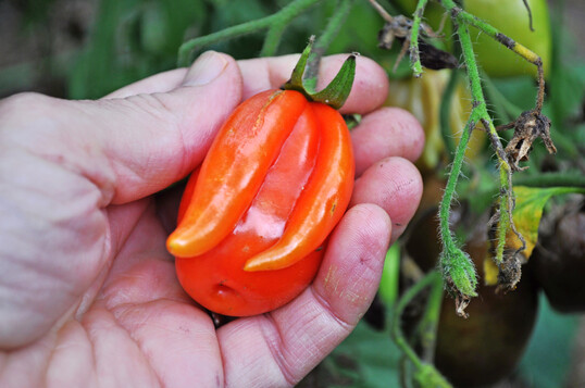 Tomatennase