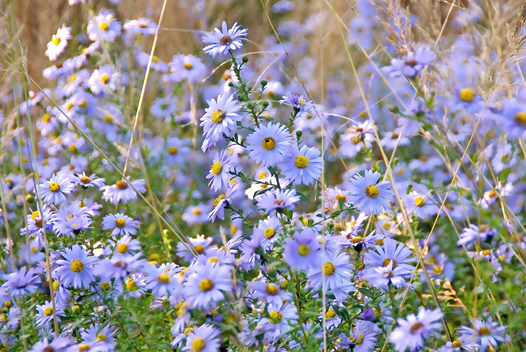 Auergewhnlich: Die Myrten-Aster Erlknig mit ihren hell-violetten Bltensternen