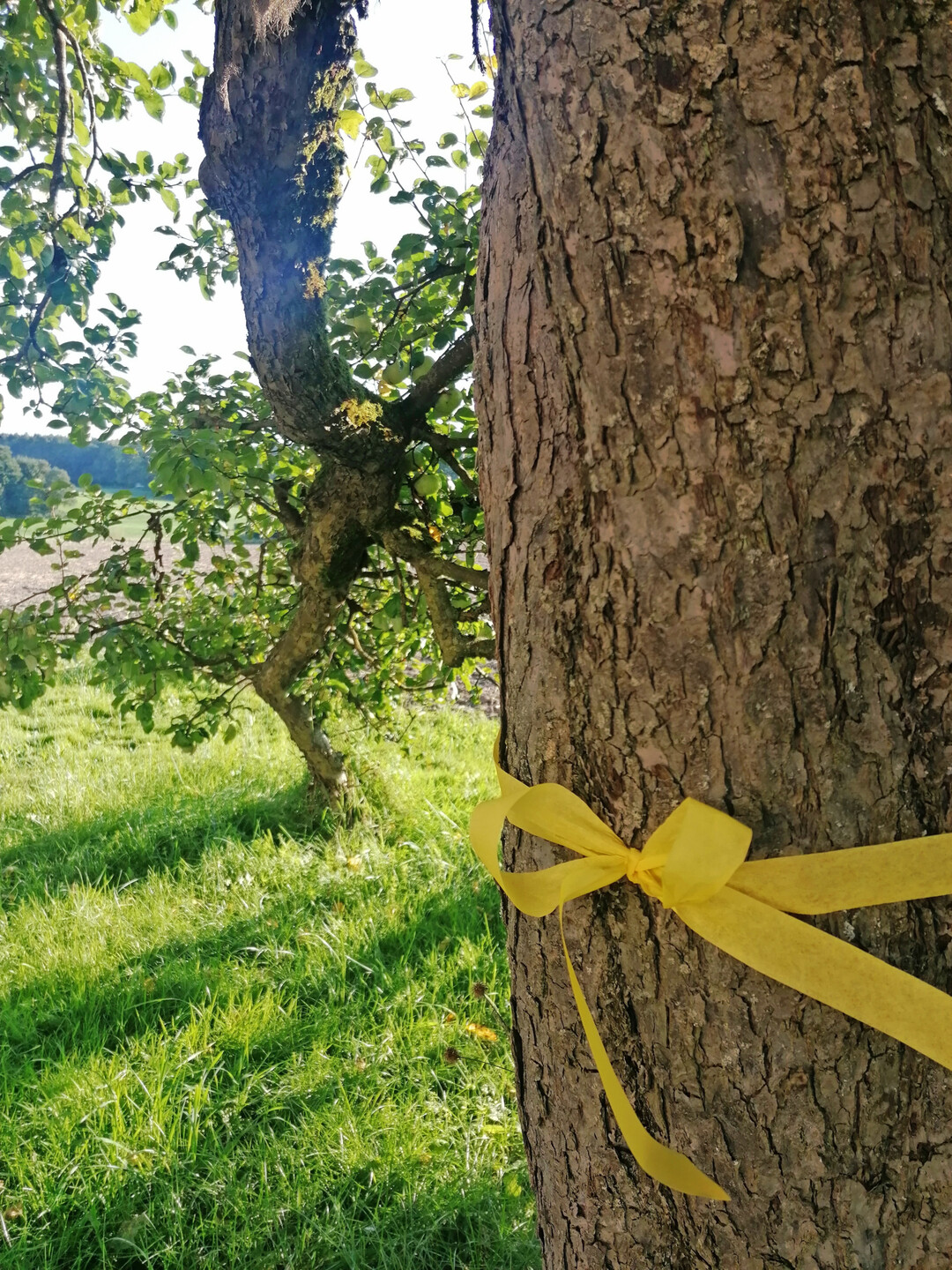 Die Aktion Gelbes Band ldt zum Pflcken an Obstbumen und Struchern im Landkreis Ravensburg ein