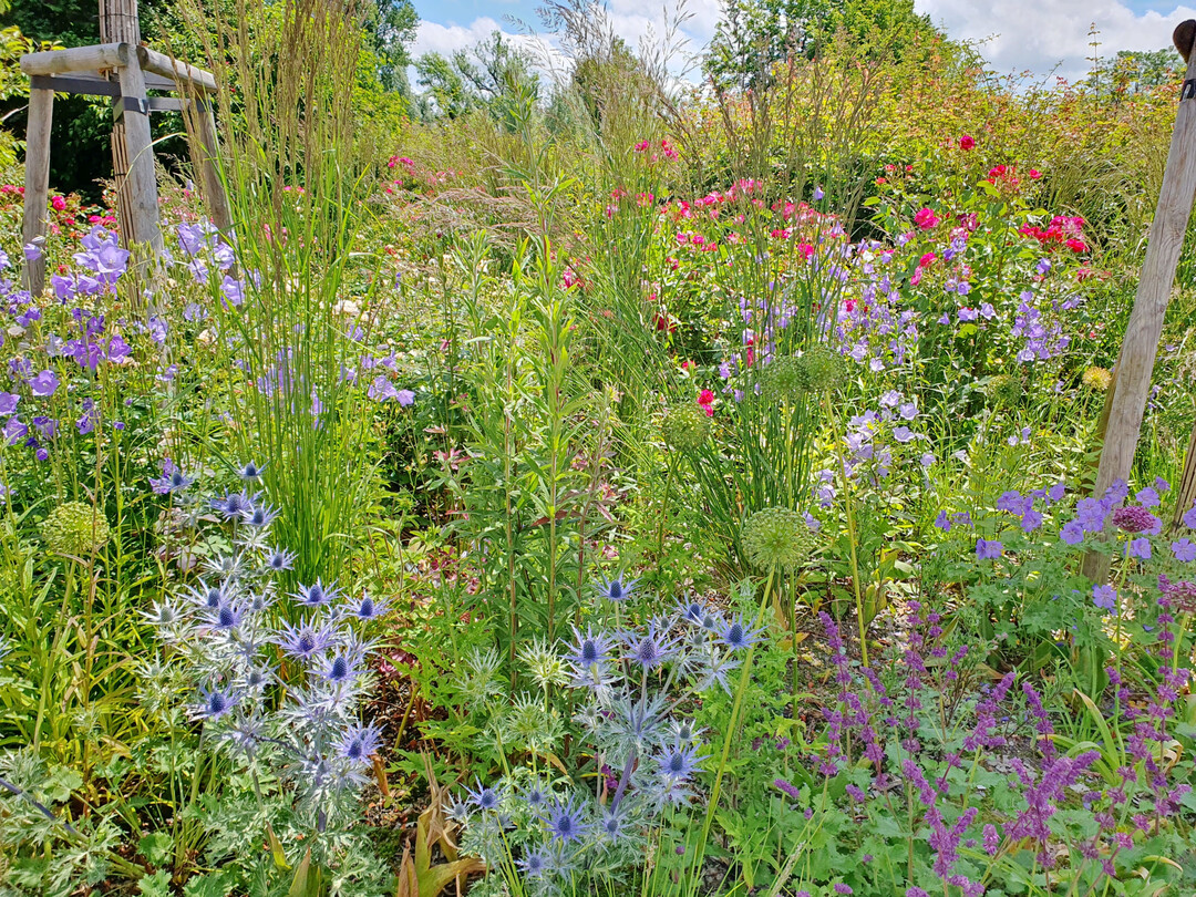 Das Citizen-Science-Projekt GartenDiv erforscht die Pflanzenvielfalt in Deutschlands Grten.