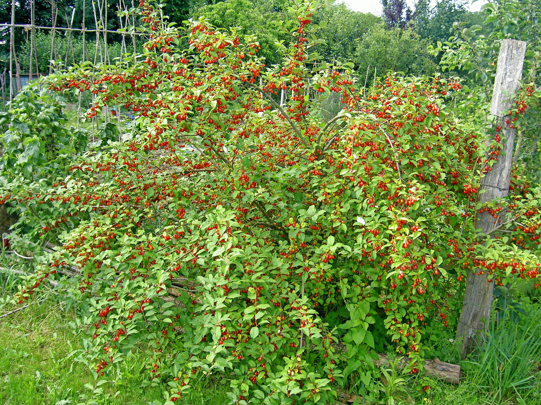 Reicher Fruchtbehang bei einer jungen Pflanze von 
<i>Elaeagnus multiflora</i>