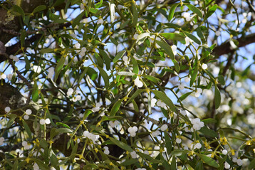 Eine Besonderheit der Mistel-Fr�chte und Samen liegt darin, dass keine Samenschale ausgebildet wird. Stattdessen bildet das �Fruchtfleisch� eine klebrige Schicht, die als Viscin bezeichnet wird. 