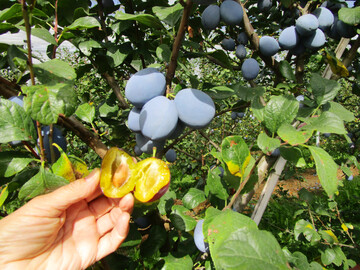 Im September ist Zwetschgen-Zeit im Garten.
